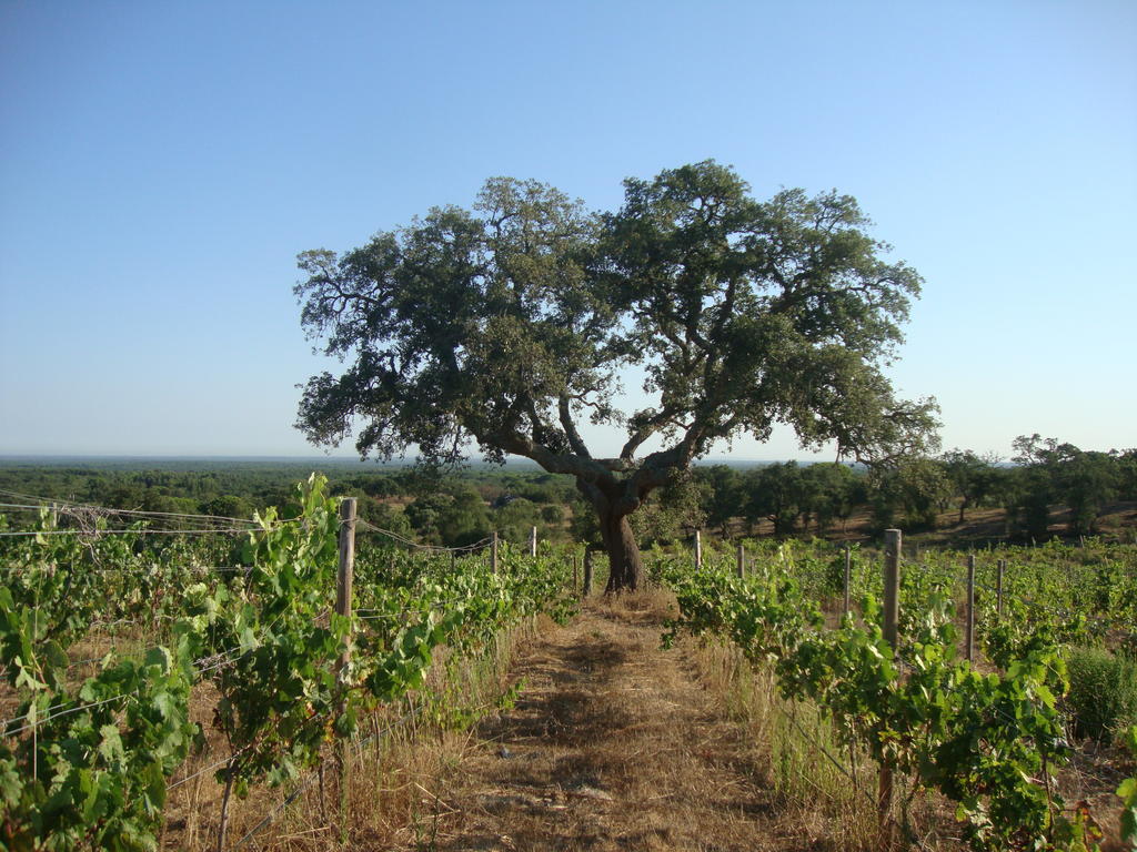 A Serenada Enoturismo Grândola Dış mekan fotoğraf