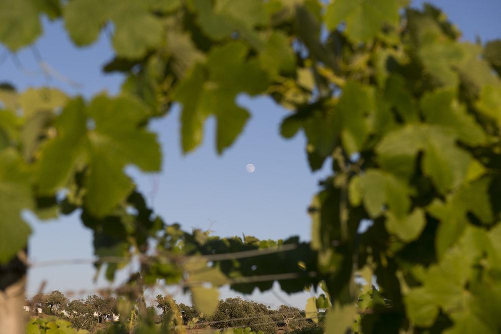 A Serenada Enoturismo Grândola Dış mekan fotoğraf